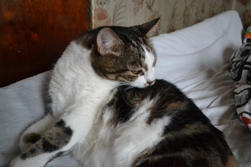 portrait of a tabby and white cat