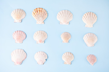 Geometric pattern from rows of seashells of same shapes and colors on blue background. Minimalist style. Creative poster card. Summer tropical spa wellness concept
