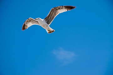 SEAGULL