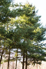pine tree in a city Park on a background of blue sky. Spring time
