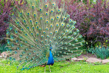 Close up male peacock with fully unfolded feathers of his tail