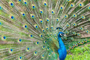 Naklejka premium Close up male peacock with fully unfolded feathers of his tail