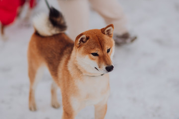 Red siba inu dog smile. Sunny winter snow in midle of old city building