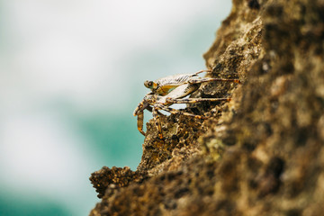 brown crab on a rock near the ocean. side view.