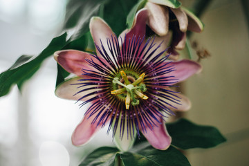 Close up of passion flower, Passiflora. Beautiful pink blossom with visible stamen. Muted colors, blurred background. Shallow depth of field. Nature background.
