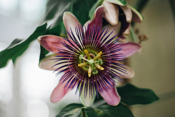 Close up of passion flower, Passiflora. Beautiful pink blossom with visible stamen. Muted colors,...