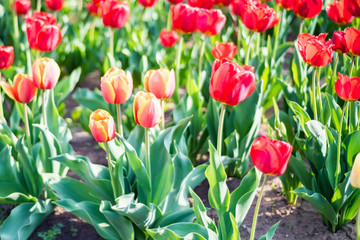 Many red tulips flowers blooming in a garden