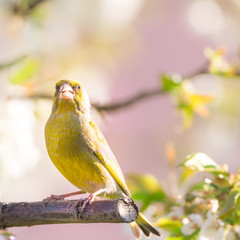 Single greenfinch bird perched on cherry tree full of blooms