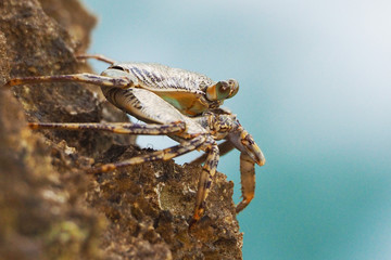 brown crab on a rock near the ocean. side view.