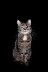 front view of tabby shorthair cat sitting in front of black studio background