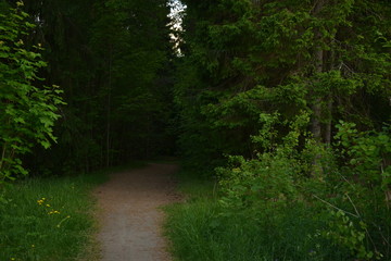 path in the forest