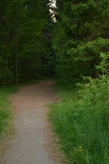 path in the forest