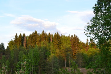 landscape with trees and blue sky