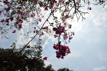 Pink paper flowers on a creeper up in the air with sky in background