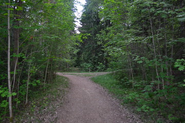 road in the forest