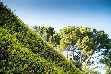 Fototapeta premium Decorative plants near the house fence