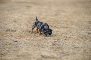 dachshund puppy with blue eye