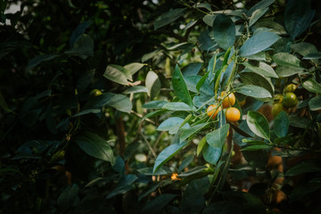 Mandarynki na drzewie 
