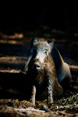 Wild boar. Forest nature background.
