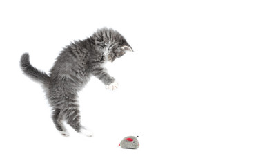 8 week old blue tabby maine coon kitten jumping away from cat toy in front of white background