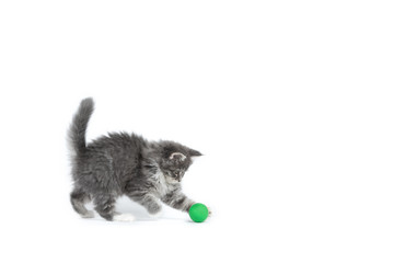 8 week old blue tabby maine coon kitten playing with green ball in front of white background
