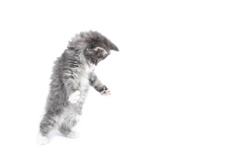 side view of an 8 week old blue tabby maine coon kitten jumping on something on the floor