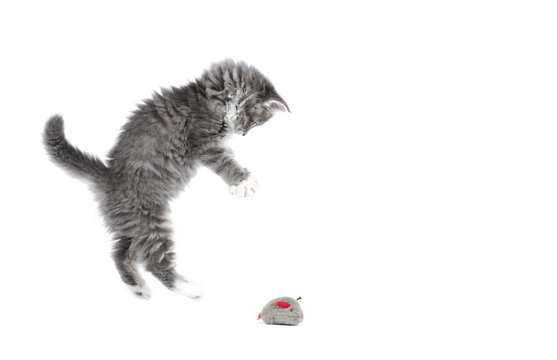 8 Week Old Blue Tabby Maine Coon Kitten Jumping Away From Cat Toy In Front Of White Background