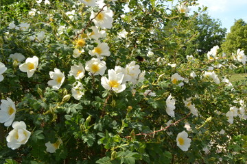 white dog rose bush