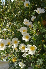 white flowers in the garden