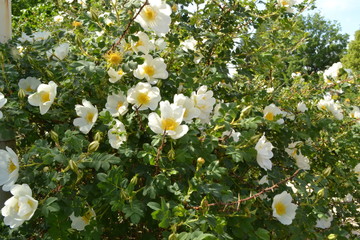 white dog rose bush