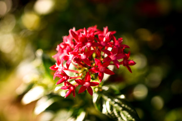 deep red ixora flower closeup with bokeh, southeastasia - 265487155