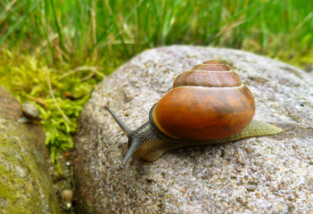 Helix pomatia, Burgundy snail, Roman snail, edible snail, escargot.Snails gliding on the wet wooden texture. Large white mollusk snails with light brown striped shell, crawling on old fallen tree. 