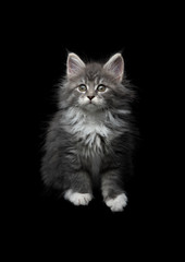 front view of an 8 week old blue tabby maine coon kitten sitting in front of black studio background