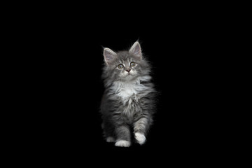 front view of an 8 week old blue tabby maine coon kitten raising paw looking up on black studio background