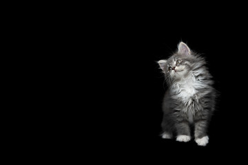 8 week old blue tabby maine coon kitten standing looking up with tilted head on black studio background © FurryFritz