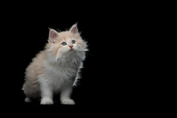 curious 8 week old cream tabby fawn maine coon kitten standing looking up in front of black studio background