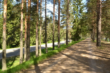 road in the forest