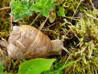 Helix pomatia, Burgundy snail, Roman snail, edible snail, escargot.Snails gliding on the wet wooden texture. Large white mollusk snails with light brown striped shell, crawling on old fallen tree. 