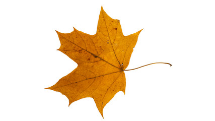 Naklejka na ściany i meble Autumn maple leaf. Isolated on white background