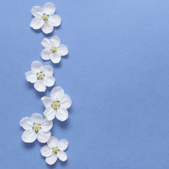 Naklejka na ściany i meble Spring white flowers on textural blue paper. Spring background for design and decoration.