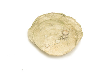 Placuna placenta on a white background.