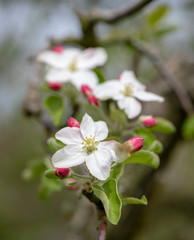 Trio of White Apple Blossoms and Red Buds