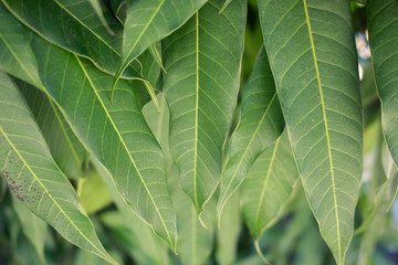 Green backdrop of beautiful mango leaves.