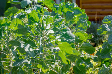 Brussels sprout plants grows in vegetable garden. Home organic farming concept.
