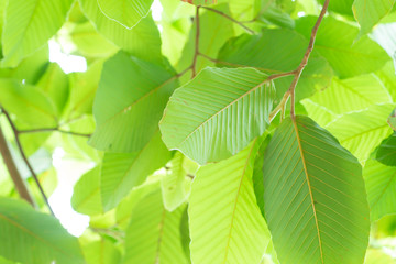 green leaves background