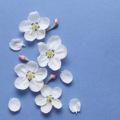 Spring white flowers on textural blue paper. Spring background for design and decoration.