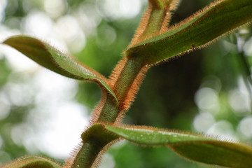 close up of a green plant and leaves