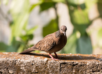 Brown Pigeon sitting on house wall