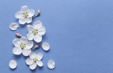 Fototapeta na wymiar Spring white flowers on textural blue paper. Spring background for design and decoration.