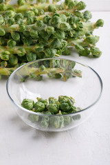 Fresh raw organic brussels sprouts stalks on white background.